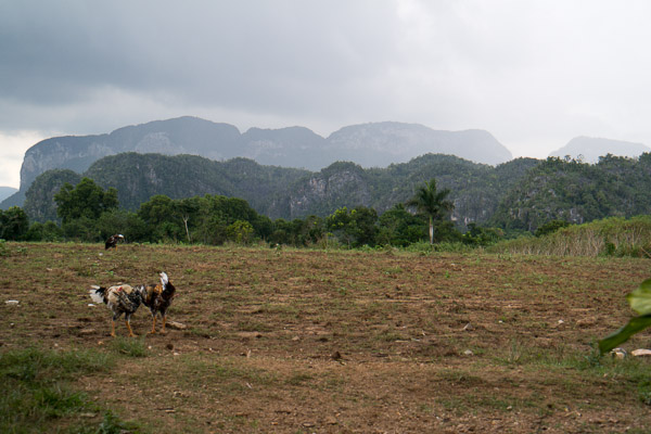 Paard rijden in Vinales 