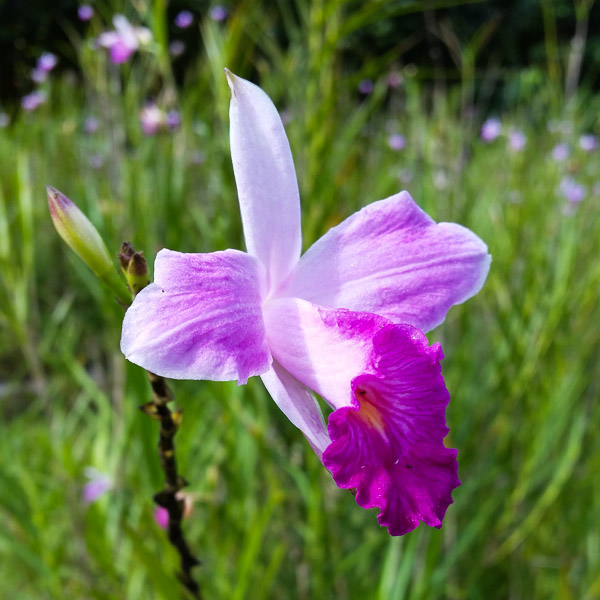 Botanische tuin Soroa